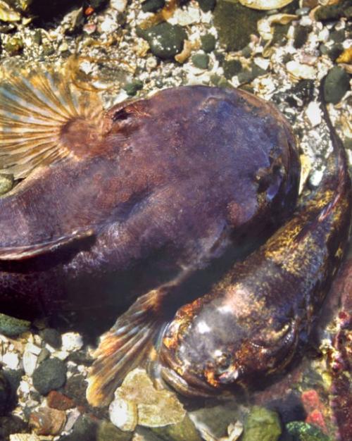 		Two dark brown fish, seen from above
	