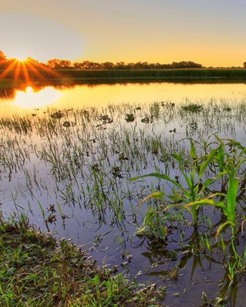 		Sun rising over a flooded field
	