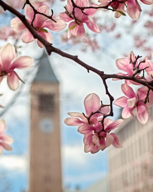 Pink blooms on a dark branch with a clock tower in the distance