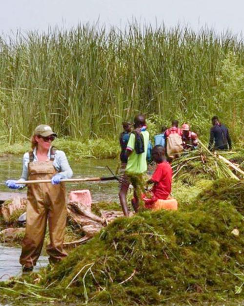 		Several people work with rakes, wearing waders, to build piles of green foliage in an area with wet ground
	