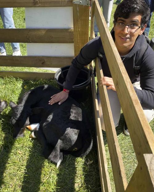 person petting a cow