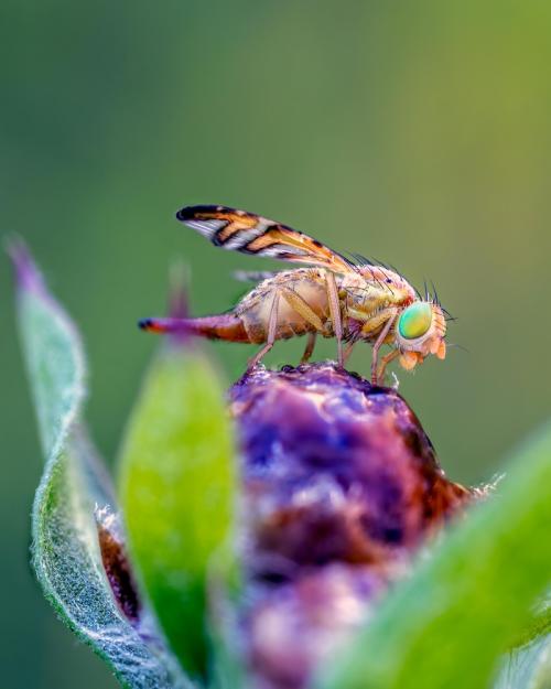 fly on a flower