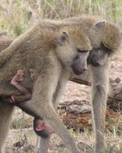 		Three baboons in the wild; one is a baby clinging to an adult
	