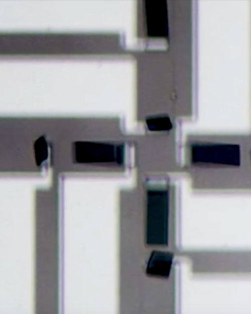 		Close up of white slats, each with a black paddle at the end
	