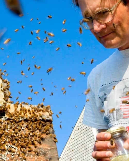 		A wooden box covered with bees, with more in the air; Thomas Seeley in a t-shirt and glasses, holding a jar, is watching them.
	