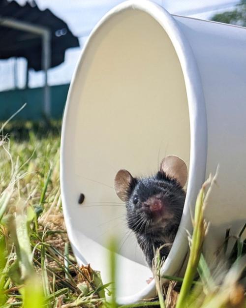 Mouse peering out of a white paper cup set in a grassy field