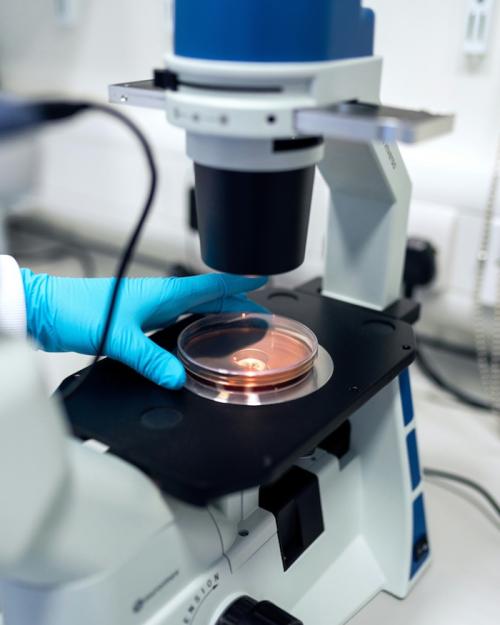 Microscope with a dish on it; a blue-gloved hand reaches in