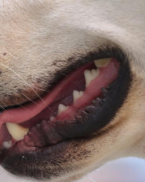 close up of a dog's mouth