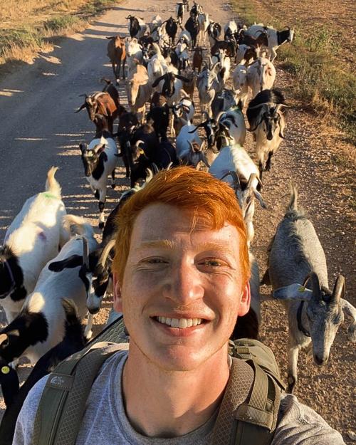 person with goats in a line behind him