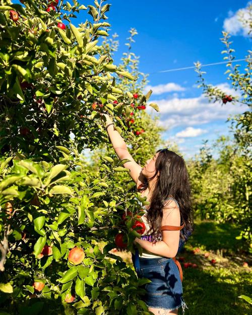 person picking apples