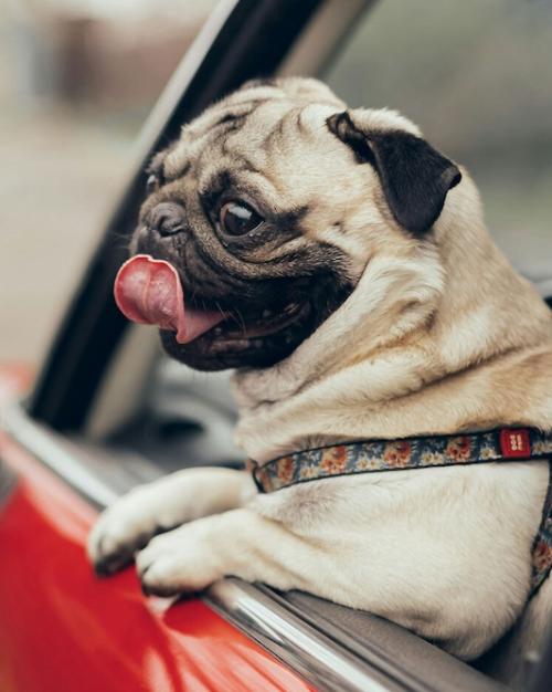 A pug dog leans out the window of a red car. It is very cute