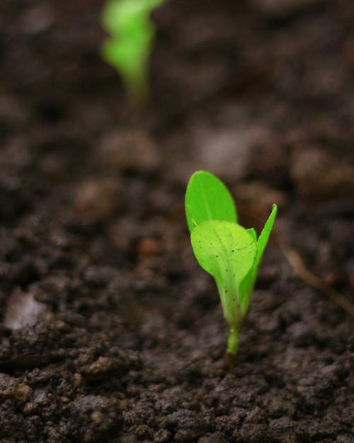 Bright green sprout in dark soil