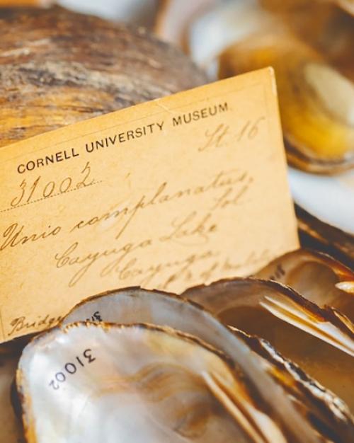 shells with a yellowed, aged museum card covered with script writing