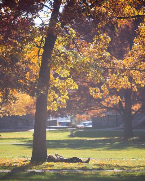 Autumn orange tree with a person lying under it, reading