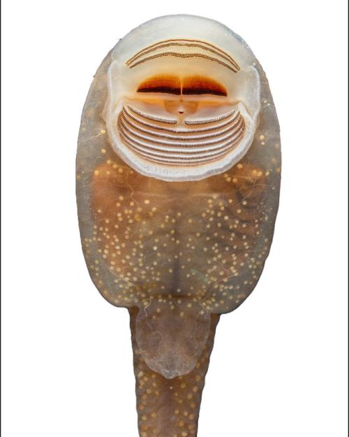 underside of a tadpole, in great detail