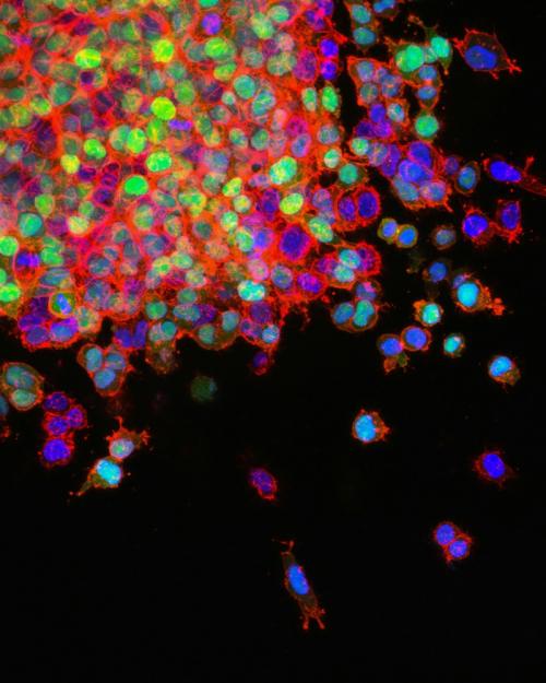 		cells, appearing as brightly colored dots against a black background
	