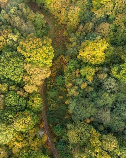 		Forest seen from above
	