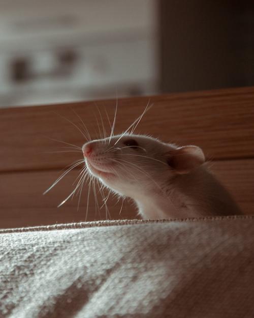 		Mouse peeking over the back of a couch in a dim room.
	