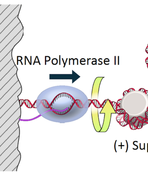 Illustration showing RNA Polymerase II interacting with Chromatin