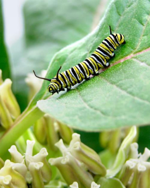 A striped caterpiller on a green leaf