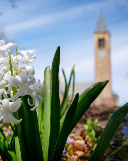 Spring flowers bloom near Ho Plaza