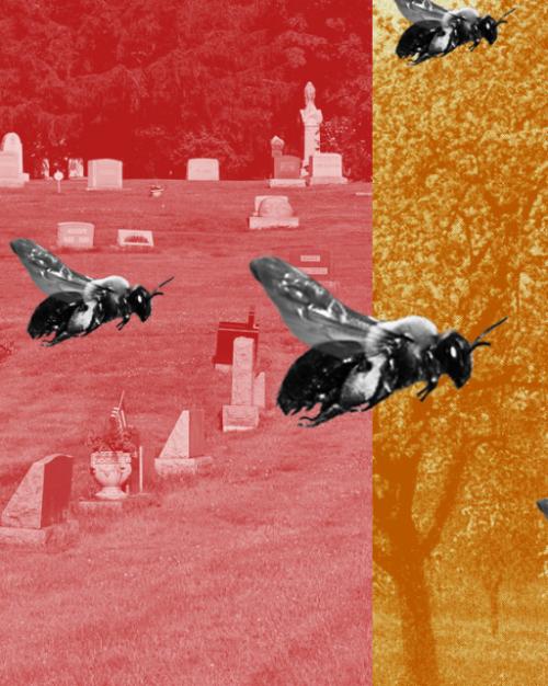Photo illustration showing nine bees superimposed over photos of a cemetery and trees, cast in red on the left and yellow on the right