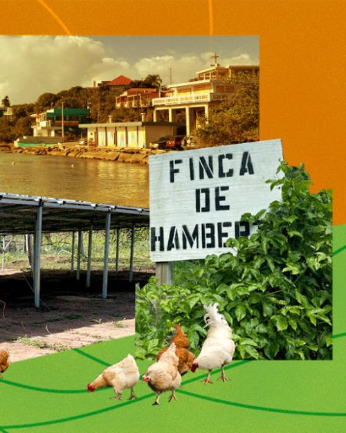 Collage showing a photo of a bay with homes and an awningl with chickens grazing under it