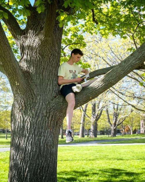 Person sitting on the branch of a tree, reading a book