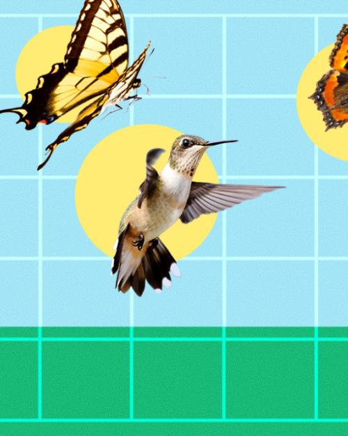 Illustration showing butterflies, a moth, a dragonfly and a hummingbird, each within a yellow circle against a blue background