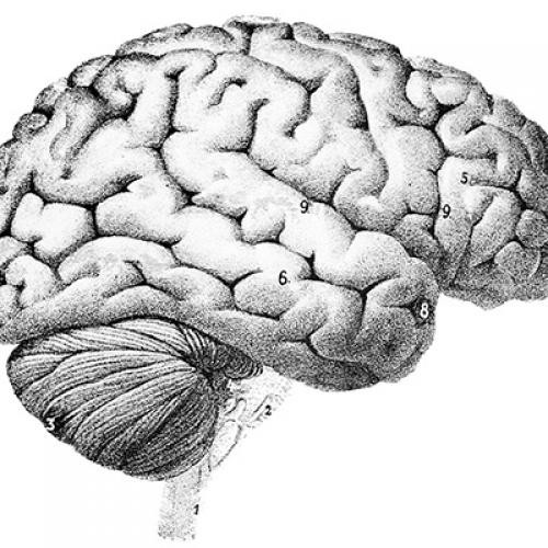 Cognitive Science Program