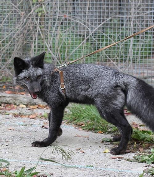  A silver fox bred for tameness at the the Institute for Cytology and Genetics in Novosibirsk, Russia.