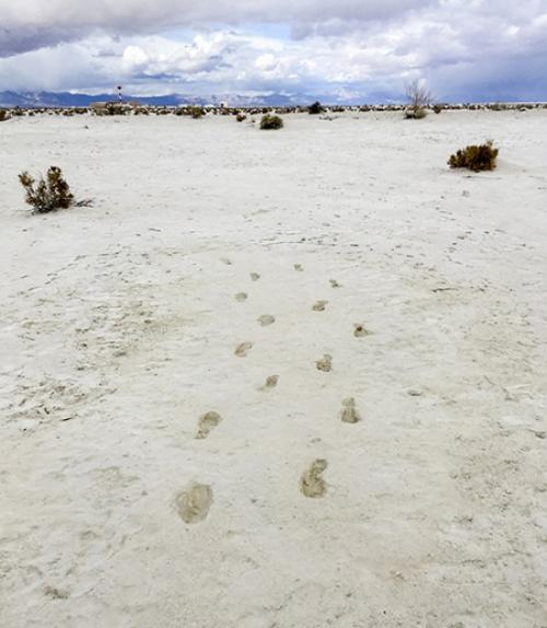 Footprints in dry ground