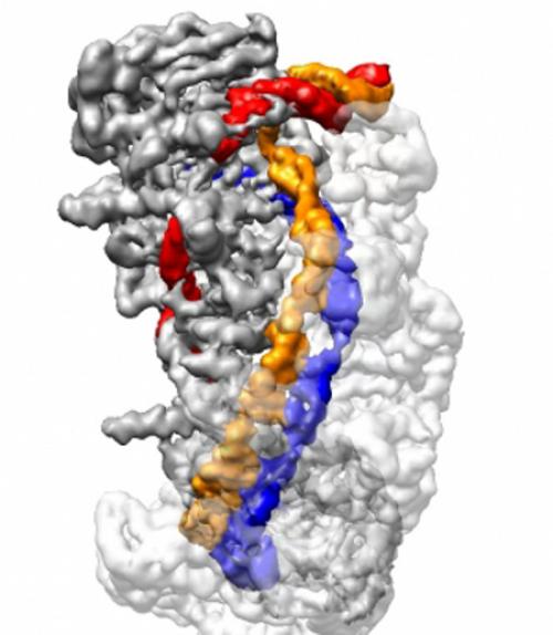  A rendering of the CRISPR sequence