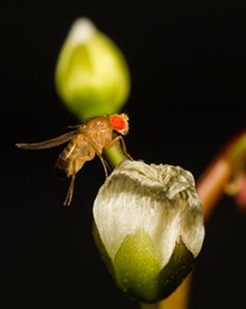  fruit fly