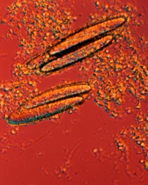  Microbe