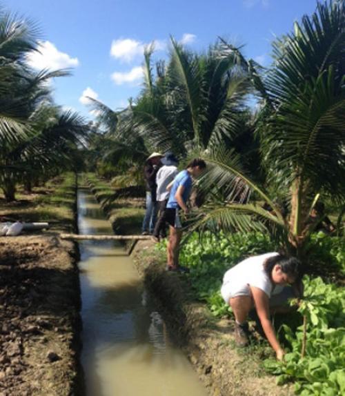  Students harvest vegetables on a farm in Bến Tre, the Mekong Delta, Vietnam