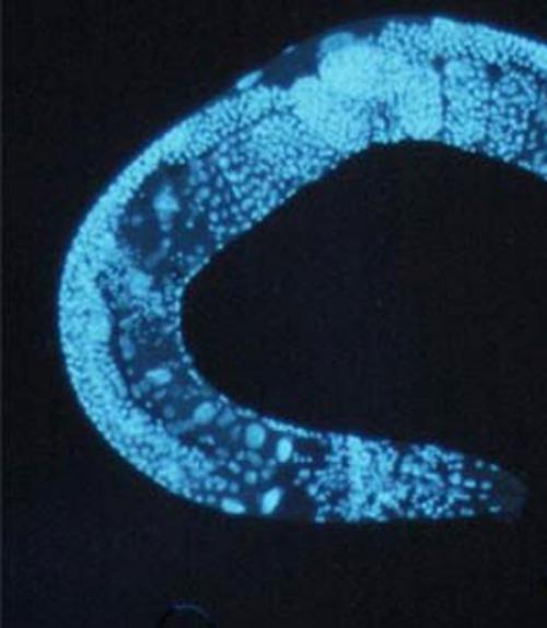  nematode Caenorhabditis elegans