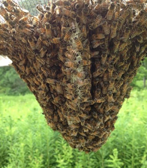  Honey bee hive