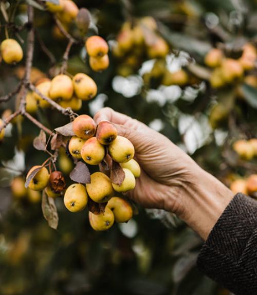  Yellow apples on a brand, hand reaching out