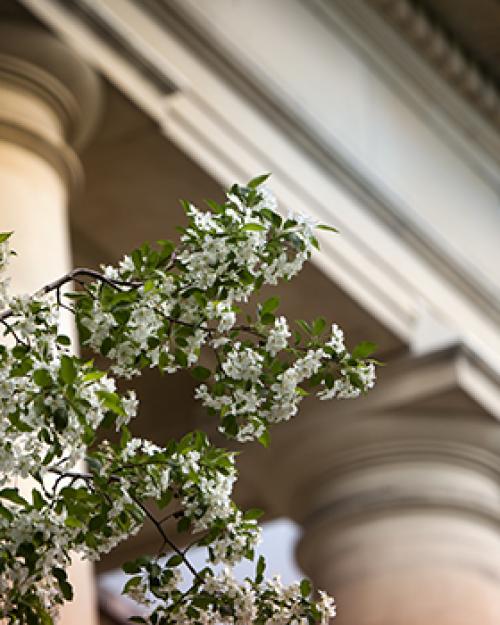 flowers bloom near Goldwin Smith Hal