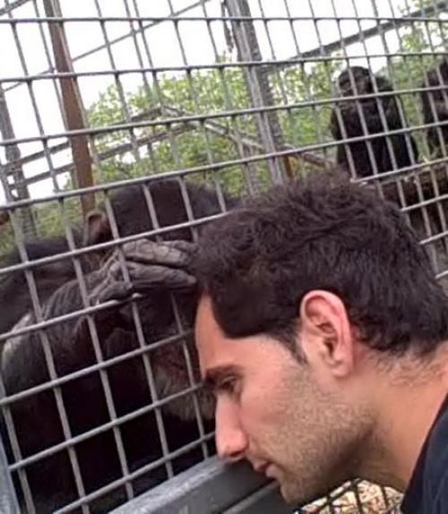  Itai Roffman leans his head against a cage as Fergus, a chimpanzee, touches his face through the bars