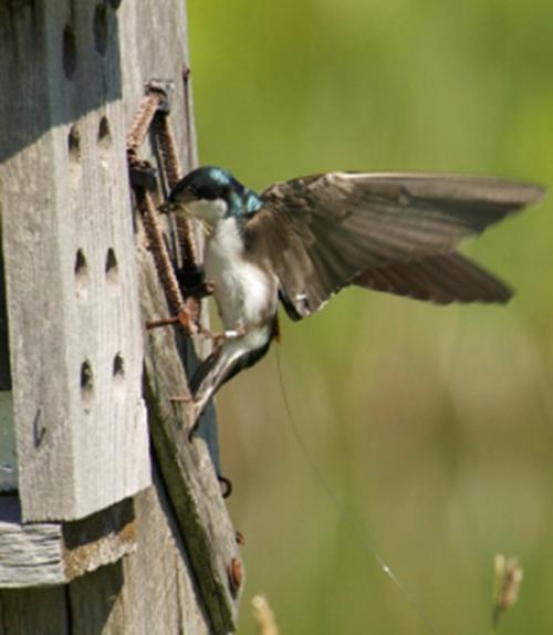  Tree Swallow at nest box
