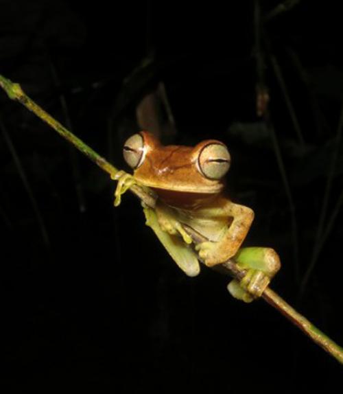  A tree frog in the Boana fasciata species group from the western Amazon of Brazil