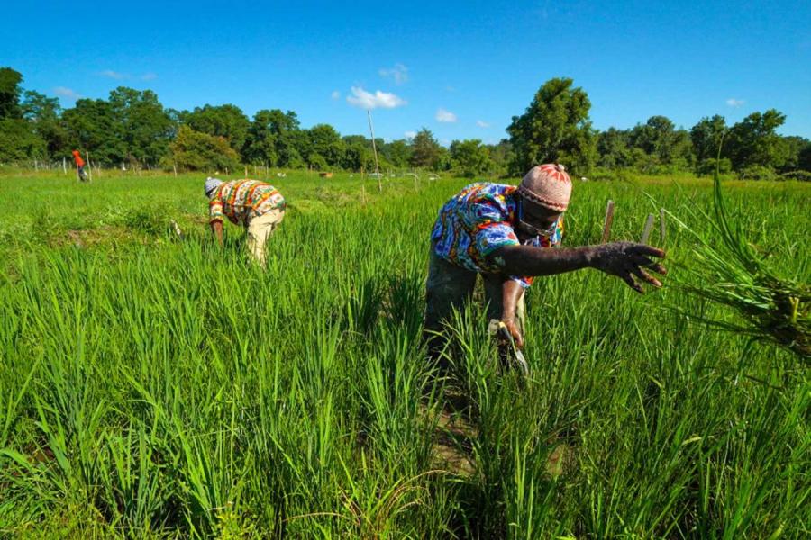 Two people working in a farm field