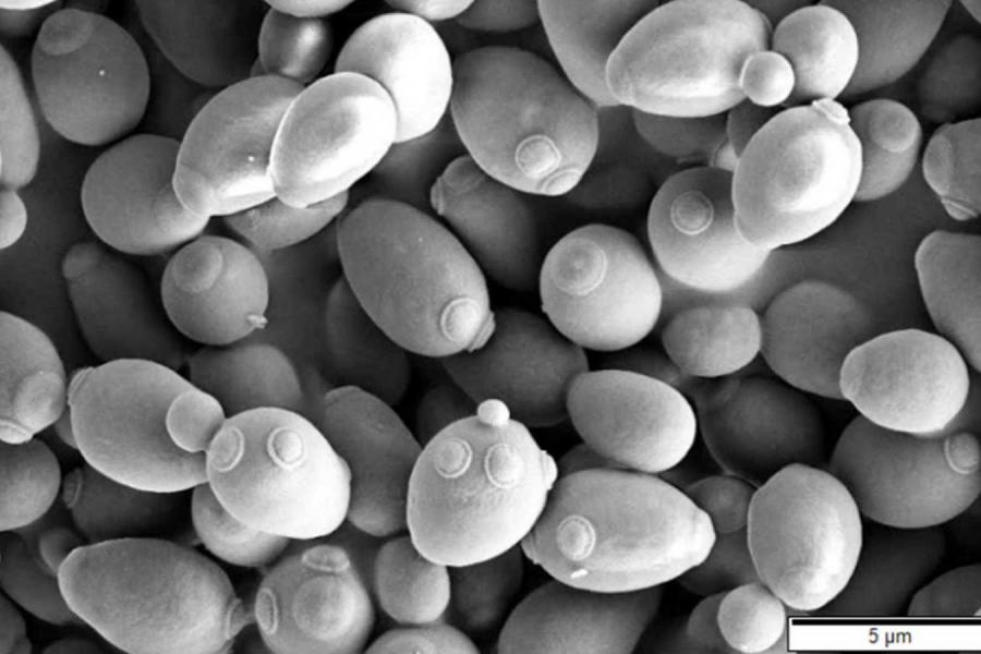 microscopic ovals, black and white image