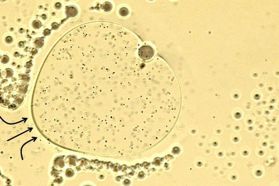 Microscopic circle, yellow