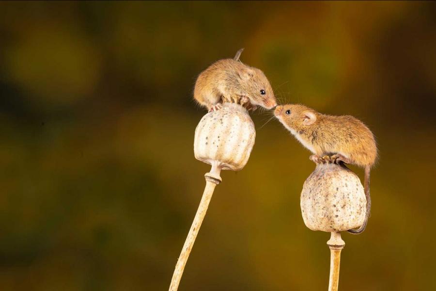 Two mice perched on flowers and facing each other