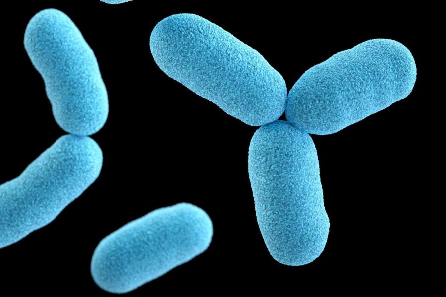 Blue oblong shapes (bacteria magnified)