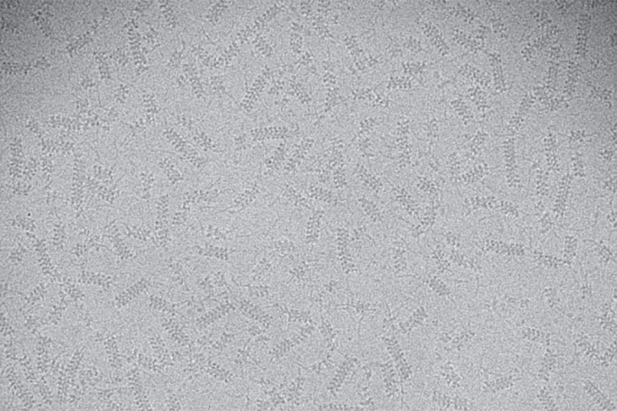 Image of hundreds of microscopic proteins shaped like cylinders