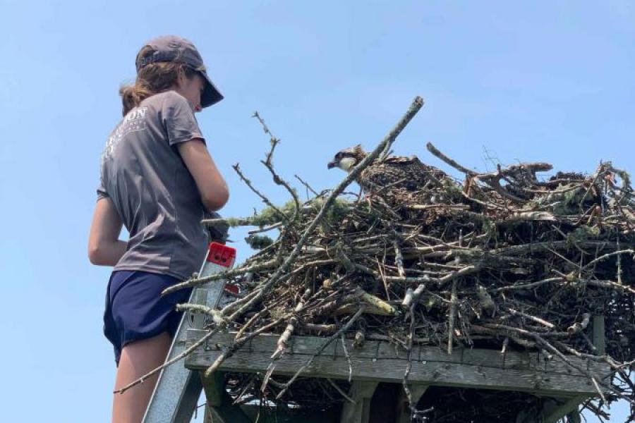 student on ladder looking into bird's nest